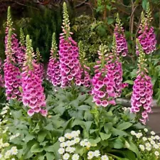 1100 Purple Foxglove Seeds Digitalis purpurea 4 Feet Tall Garden Flowers