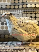 New Listing30 + Jumbo Pearl, Italian and Manchurian Coturnix Quail Hatching Eggs