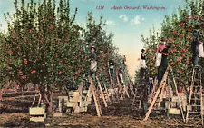 Postcard Apple Orchard Picking Ladders Washington DB