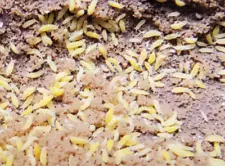 100+ Yellow Albino Springtails (Ceratophysella sp. Lilac)! Bioactive CUC.