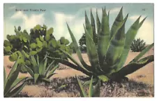 Southwest United States desert c1940's Prickly Pear Cactus, Sotol Agave plant