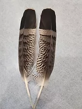 AS11 Pr Pen Raised African Harrier Hawk (Polyboroides Typus) Wing Feather