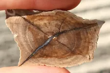 Beautiful Polished Texas Eocene Petrified Wood Cab w/ radial center