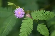 200 Mimosa Pudica Seeds. Sensitive Plant. 200 Fresh seeds!