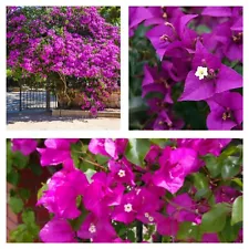 5 well rooted cuttings Purple Live Bougainvillea live plant