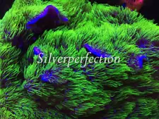 Neon Green Star Polyps Live Soft Coral GSP Frag ***LOWEST PRICE W/SHIPPING***