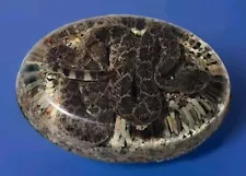 100% Genuine Striking Diamondback Rattlesnake Set In Resin 6½"x 4½"x 1½"