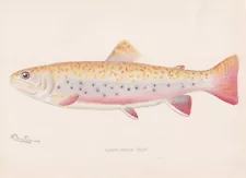 Original Antique Fish Print: Albino Brook Trout by Sherman Foote Denton 1904