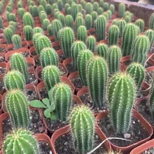 3PCS Golden Saguaro - Neobuxbaumia polylopha cactus Cacti Succulent 7-9CM