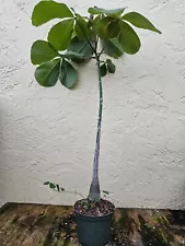 LIVE PLANT 3ft Pseudobombax ellipticum - Shaving Brush Tree for bonsai