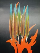 macaw feathers