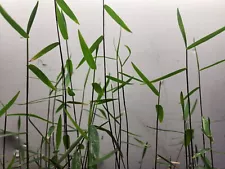 Poaceae sp. Purple bamboo Aquarium plant