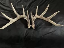 shed antlers. 164” CANADIAN CHOCOLATE!!