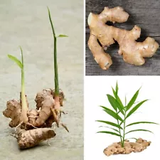 100 Sprouted Ginger live rhizomes Ready To Plant zingiber Healthy plant Roots