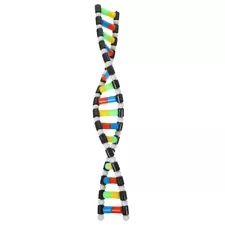 dna double helix model for sale