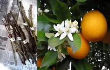 5x Cuttings SWEET ORANGE tree Citrus sinensis CUTTINGS BUD GRAFTING SCIONS