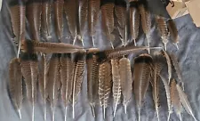 32 WILD BROWN TURKEY WING FEATHERS CRAFTS Large Size