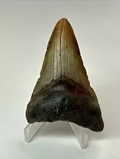 Megalodon Shark Tooth 2.97” Lower Jaw - Colorful - Authentic Fossil 18479