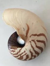 Chambered nautilus shell 5 3/4 x 4 1/2 in.