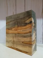 XL SPALTED Ambrosia MAPLE Burl wood STABILIZING WOOD, turning wood, Pen Stock