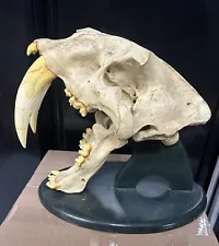 Bone Clones saber tooth Tiger Skull