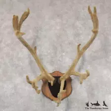 #22351 P | Caribou Plaque Taxidermy Mount For Sale