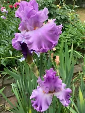 Iris 'Silk Romance' (Barry Blyth, R. 1999).Tall Bearded Iris 1 rhizome