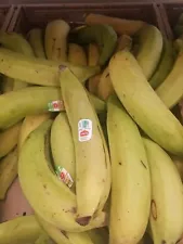 Fresh Green Plantains (10 LBS) The actual whole vegetable