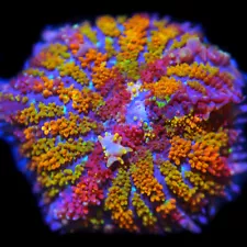 CORALS OF EDEN ~ Rainbow Mad Max Mushroom Coral Frag - Live Coral for Sale