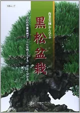 japanese black pine bonsai for sale