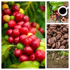 Coffee Arabica 50+ Seeds Tropical Bean Plant Tree Shrub Rare SEED from Sri Lanka