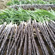 150 Black Sugar Cane Seeds Sugarcane Organic Saccharum