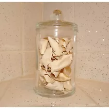 Glass Apothecary Jar of Yellow Bellied Slider Turtle Egg Shells oddity curiosity