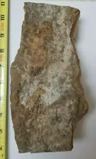 Two Jurassic Dinosaur Footprints, Grallator, Theropod, Trace Fossil