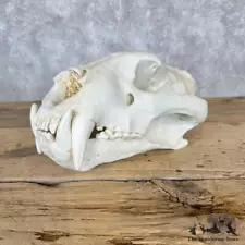 #29117 P | Reproduction Bengal Tiger Full Skull For Sale