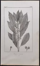 1846 - Bay Laurel - Antique Engraving (Botanical) - Laurus nobilis