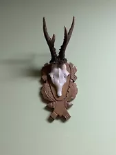 animal horns and antlers for sale