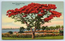 Postcard Royal Poinciana Tree, Florida linen G147