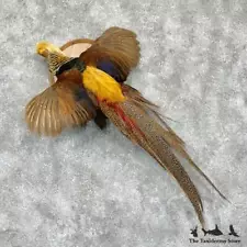 pheasants mounts for sale