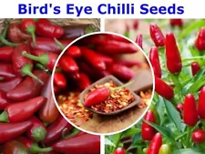 100+Bird's Eye Chilli Pepper Seeds Vegetable Plant Easy to Grow Very Hot