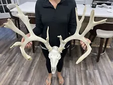 huge whitetail deer antlers for sale