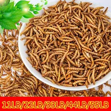 dried mealworms for sale free shipping