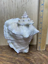 Large Conch Seashell