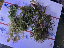 4 species Live Aquarium Plants Starter Pack (Bundle Package) 20+ Stems