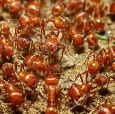 large ant farms for sale