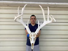 Tall 178” Whitetail Deer Antlers Full Skull European Taxidermy Mount Cabin Decor