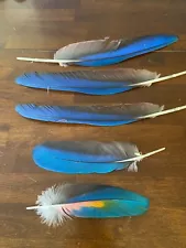 macaw parrot feathers