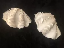 tridacna clams for sale