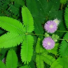 50 Pcs Mimosa Seeds Sensitive Splendid Flower Beautiful Lovely Bonsai Plant