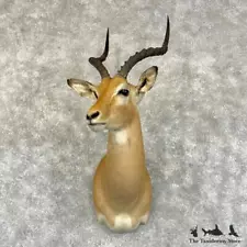 #29219 P | South African Impala Taxidermy Shoulder Mount For Sale